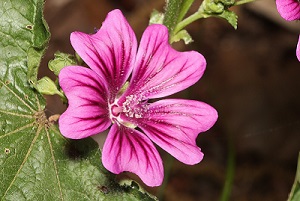 Graines mauve sylvestre-Malva sylvestris